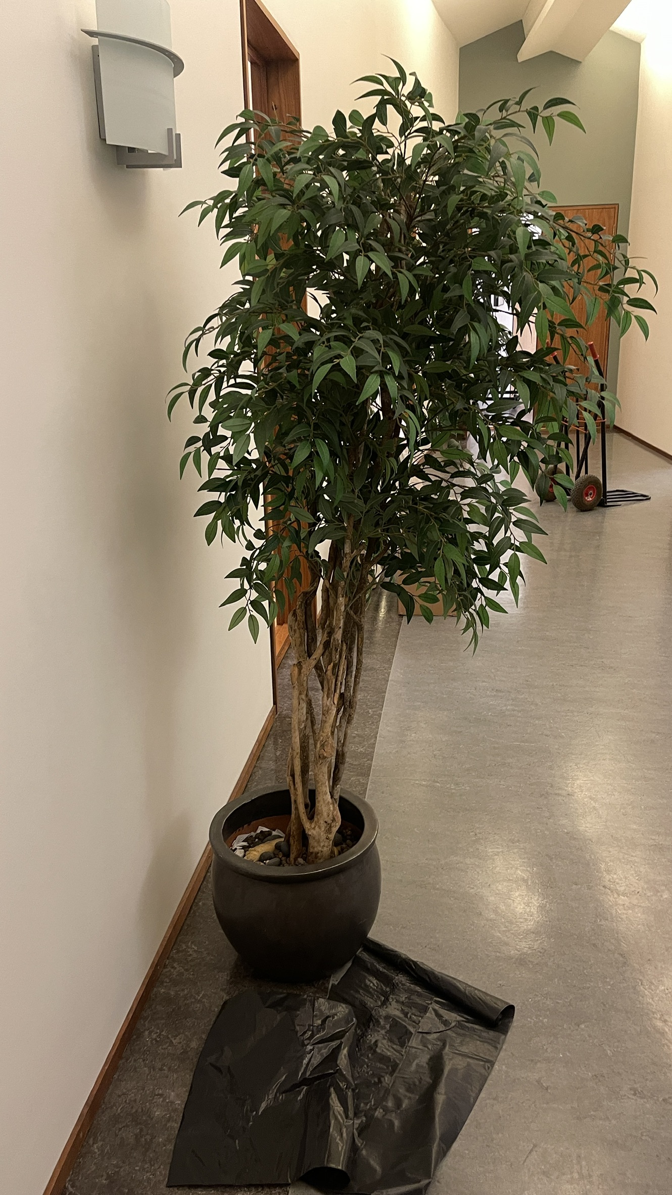 SELT / SOLD Gerviplanta, 210sm. (2 stk.) 2