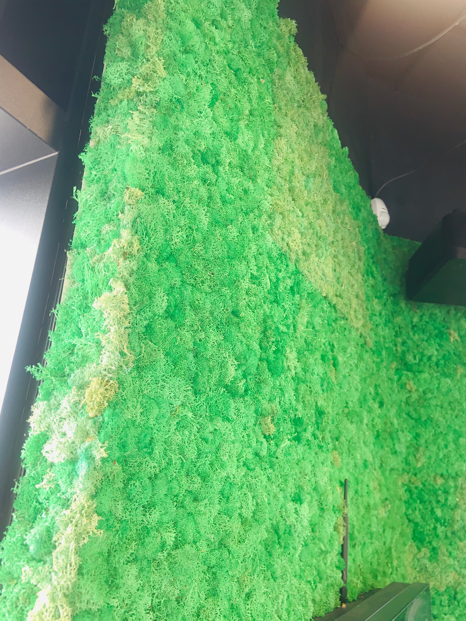 Reindeer Moss 23 fm 5