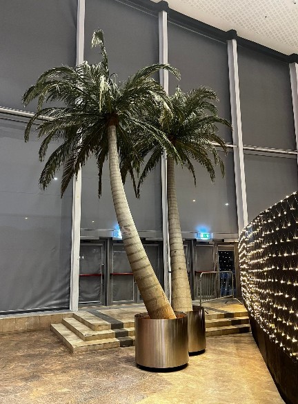 Pálmatré - Palm trees (3 stk)