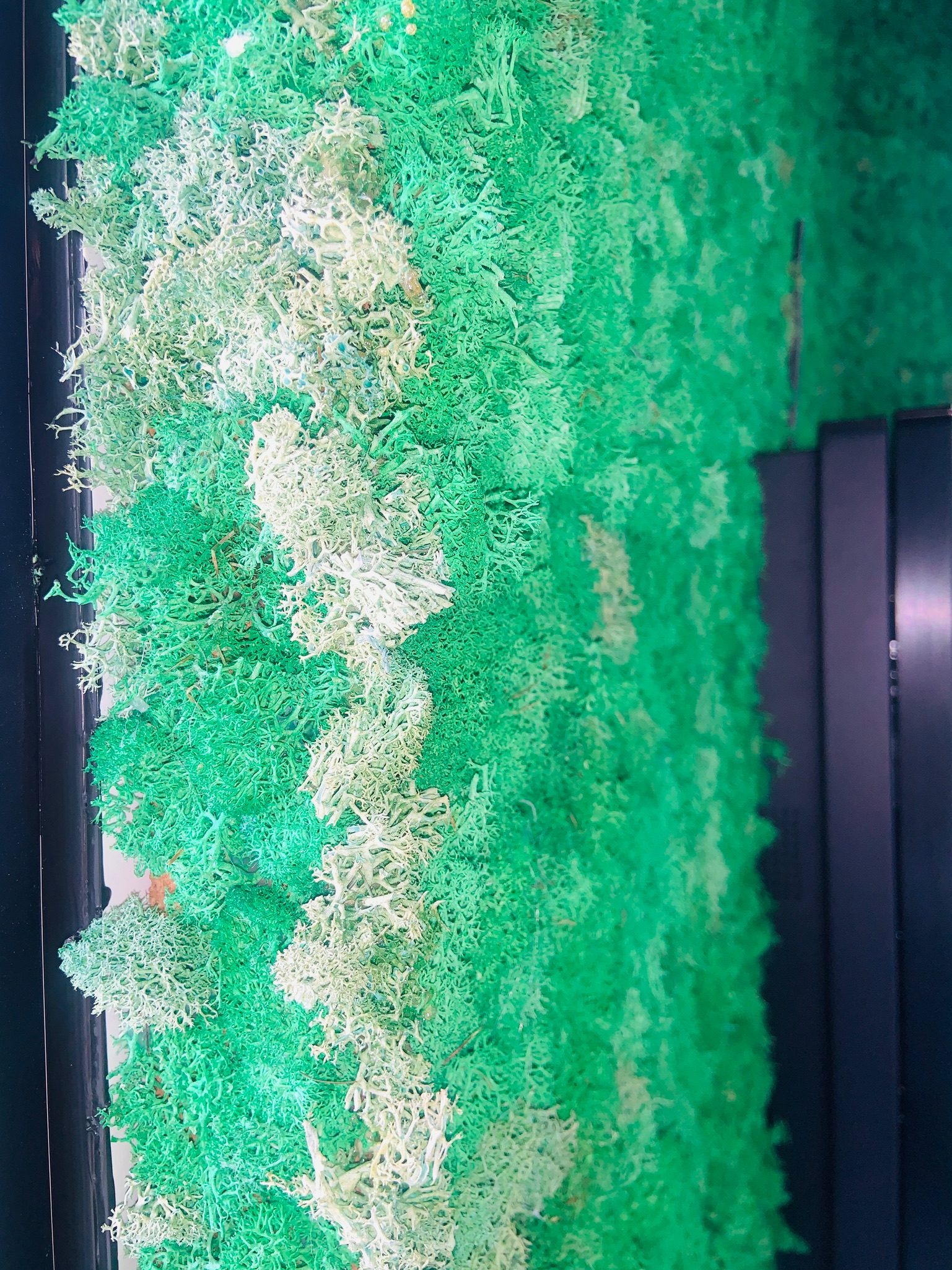 Reindeer Moss 23 fm 4