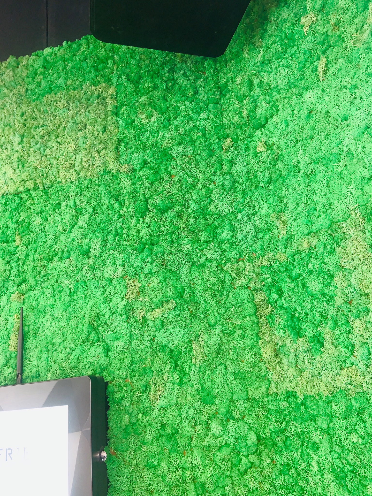 Reindeer Moss 23 fm 2