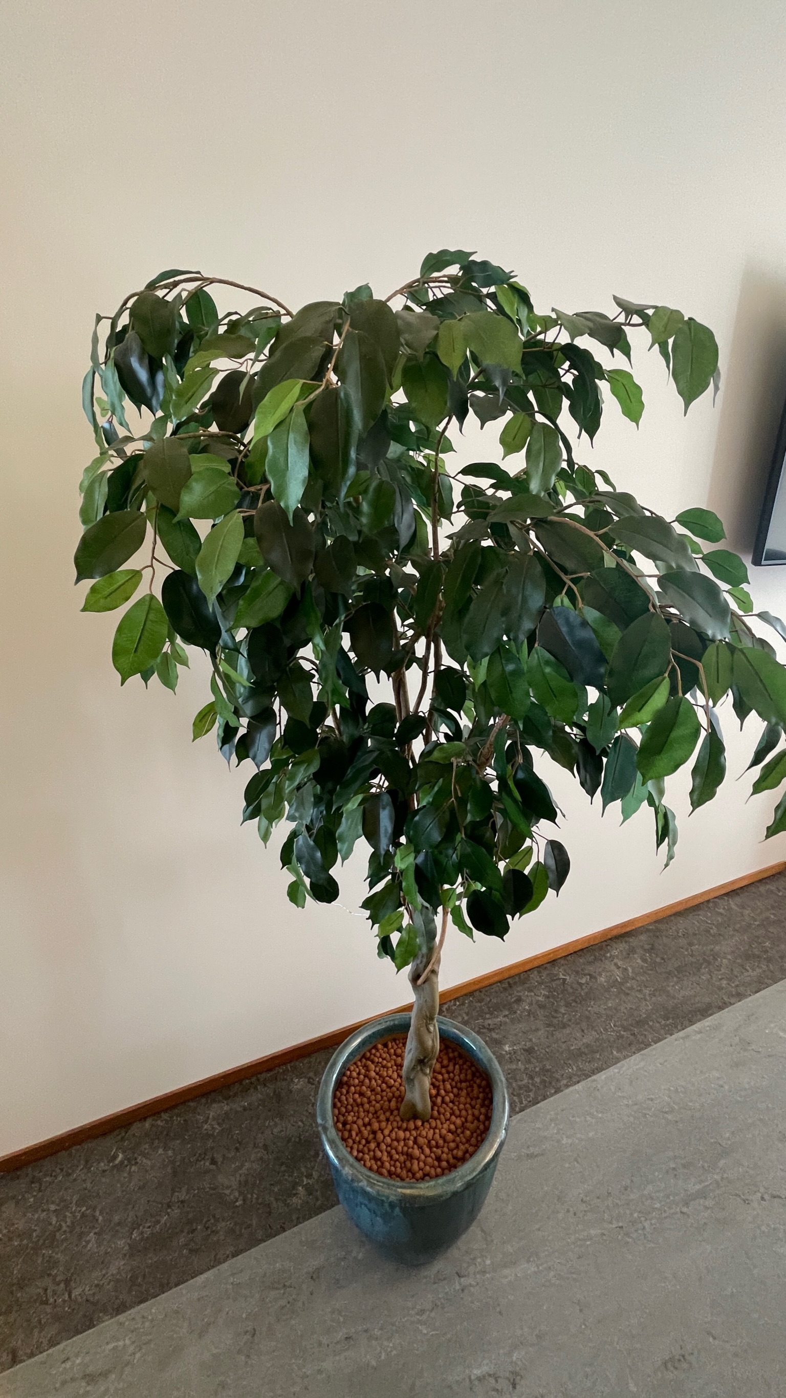 SELT / SOLD Gerviplöntur (2 stk.) 2