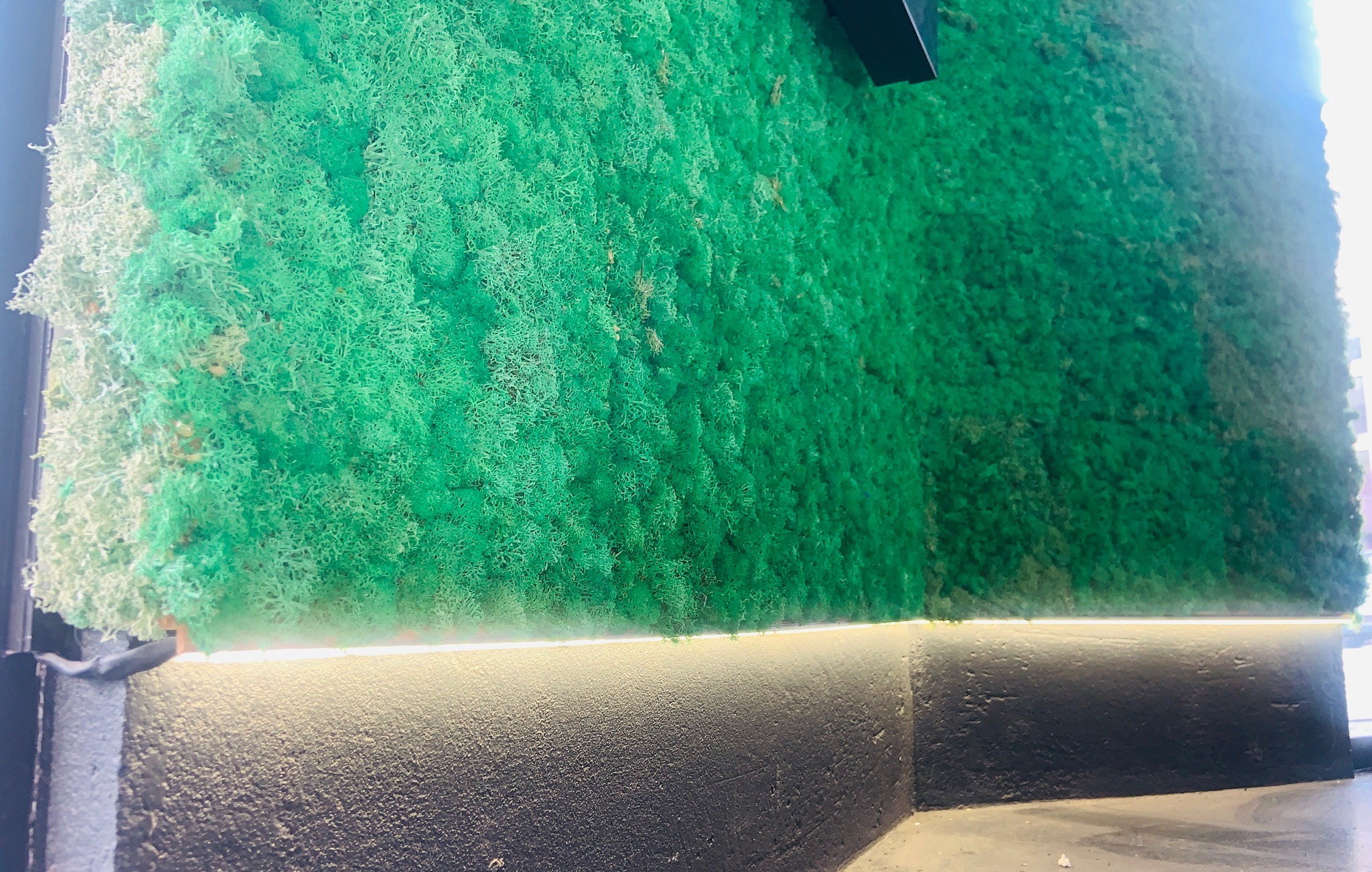 Reindeer Moss 23 fm