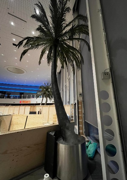 Pálmatré - Palm trees (3 stk) 2